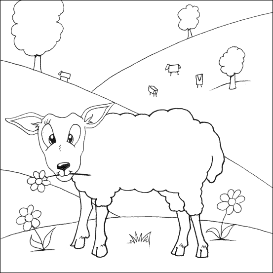 Colour In Sheep