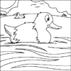 Duck Colouring