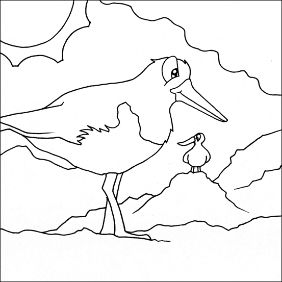 Oyster Catcher Colouring