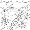 Large Fish Colouring