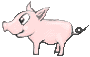 small pig